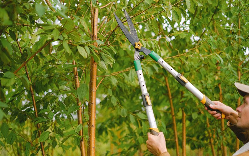 Tree trimming in Binford, ND