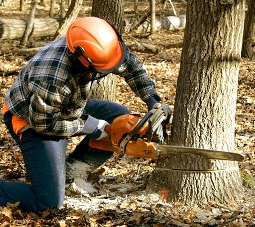 Tree Removal in Binford, ND